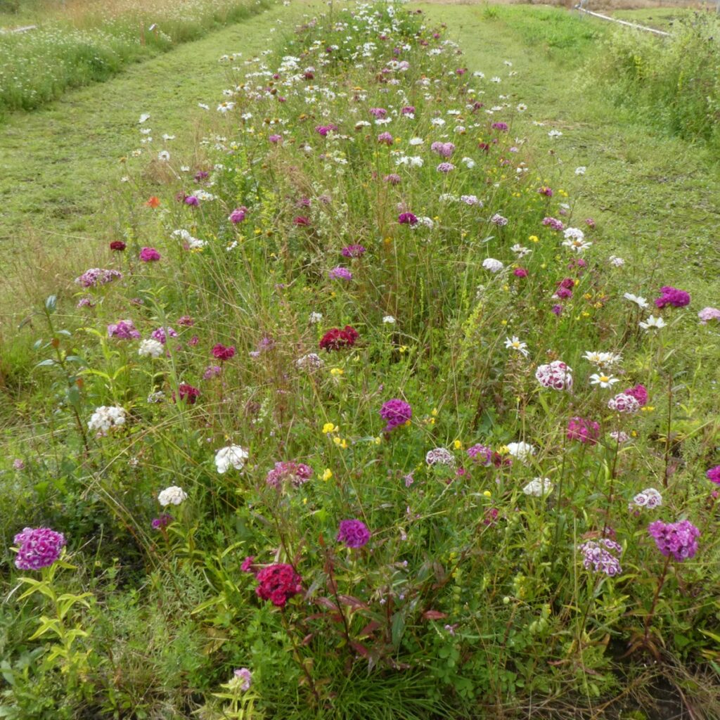 Rolawn Wildflower Turf Native Enriched Turf – 10m&sup2; 5060094342146 2